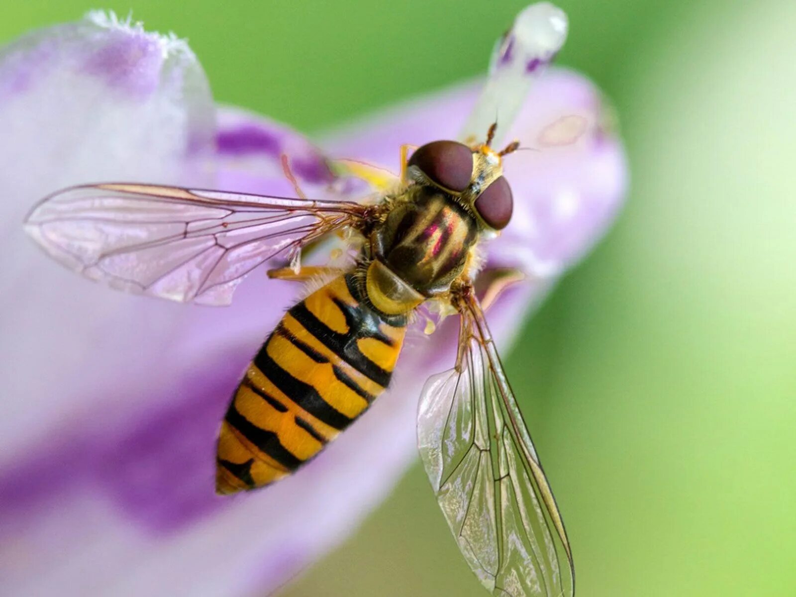 Что такое fly. Муха журчалка. Отряд Двукрылые журчалка. Журчалка Цветочная. Муха журчалка в полете.