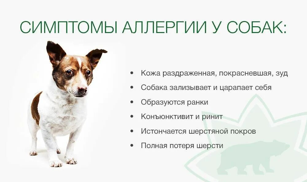 Есть ли аллергия на животных. Аллергия у собак симптомы. признаки аллергии у собак.