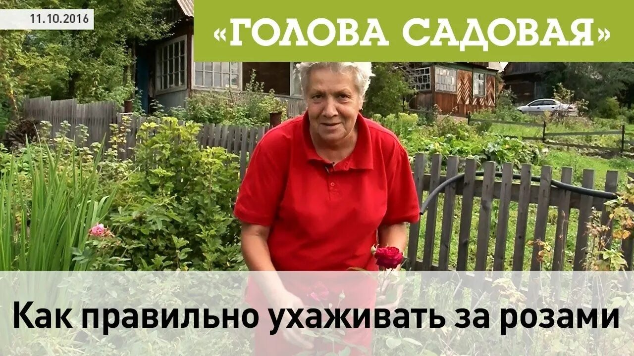 Голова садовая. Голова садовая тетя таня 2021. Голова садовая блоггер. Садовая голова советы тёти тани. Дача голова садовая.