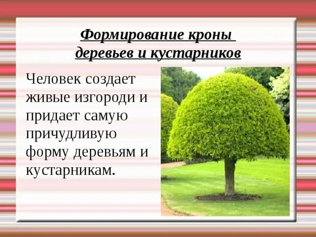 Почему для формирования кроны деревьев используют. Почему для формирования кроны деревьев используют
