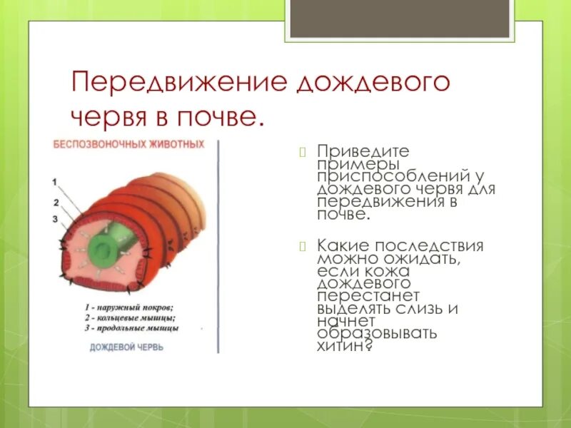 Схема движения дождевого червя. Передвижение дождевого червя. Перемещение дождевого червя. Движение дождевого червя в почве.