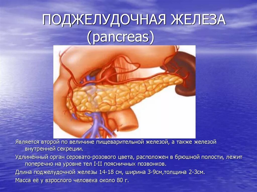 Поджелудочная железа pancreas. Поджелудочнаяьжедлеза. ,,Поджелудочнаяжелезнаа. Поджелудочная анатомия.