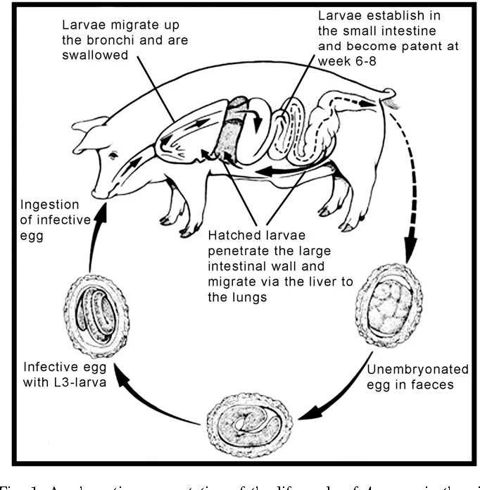Метастронгилез свиней. Эзофагостомоз свиней морфология. Продолжительность полового цикла у свиноматок. Метастронгилез свиней. Цикл развития свиной аскариды.