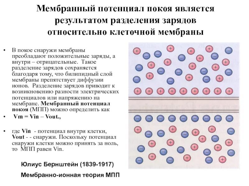 Схема потенциала действия нервной клетки. Микроэлектродный метод. Механизм возникновения потенциала действия. Причины возникновения потенциала покоя. Схема формирования мембранного потенциала покоя.