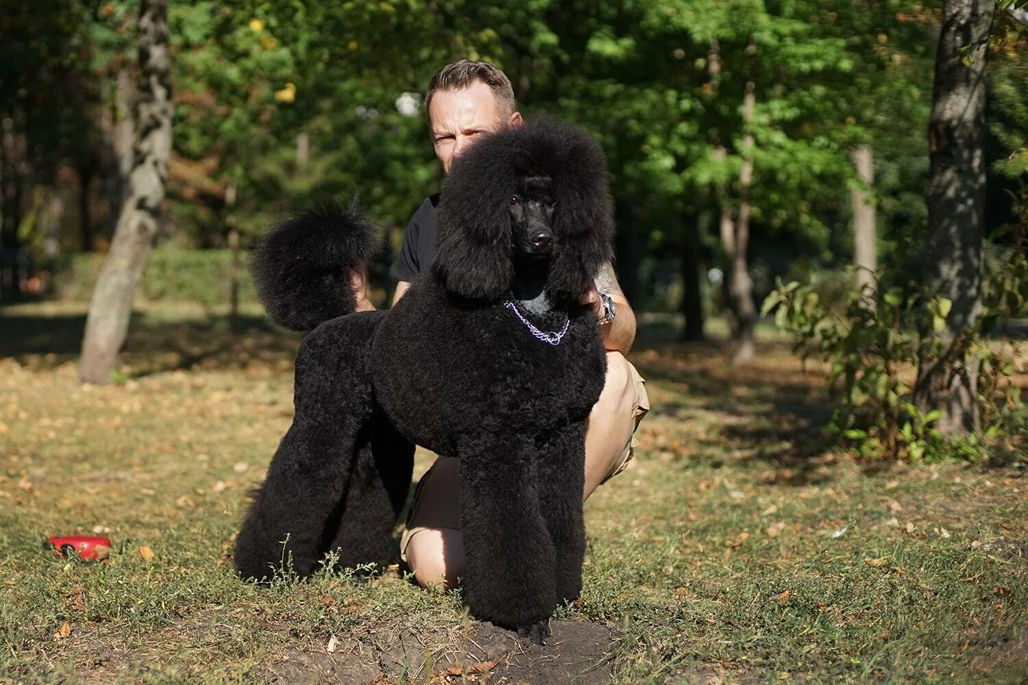 Помочь пуделю
