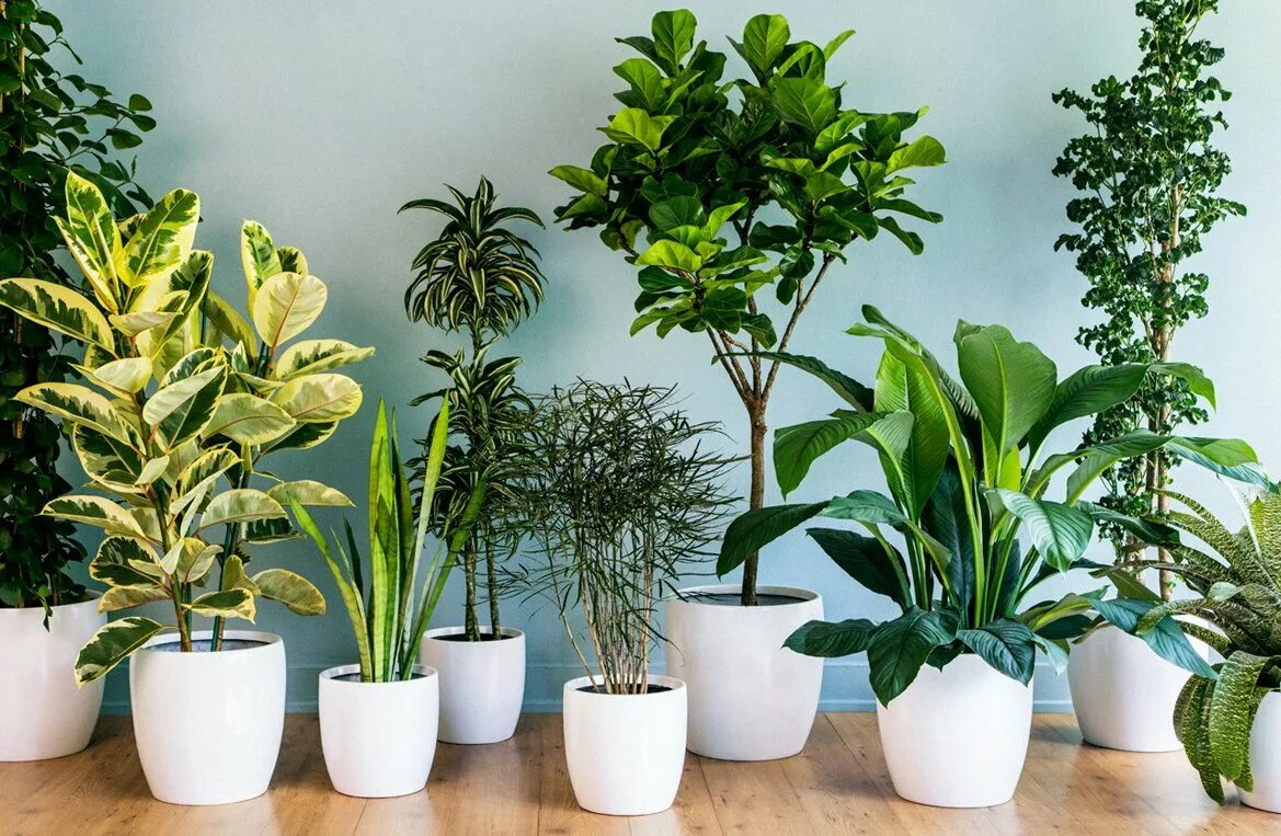 Монстера делициоза (monstera deliciosa). Самые большие комнатные растения. Самые большие комнатные растения. Крупные домашние растения. Ховея форстера.