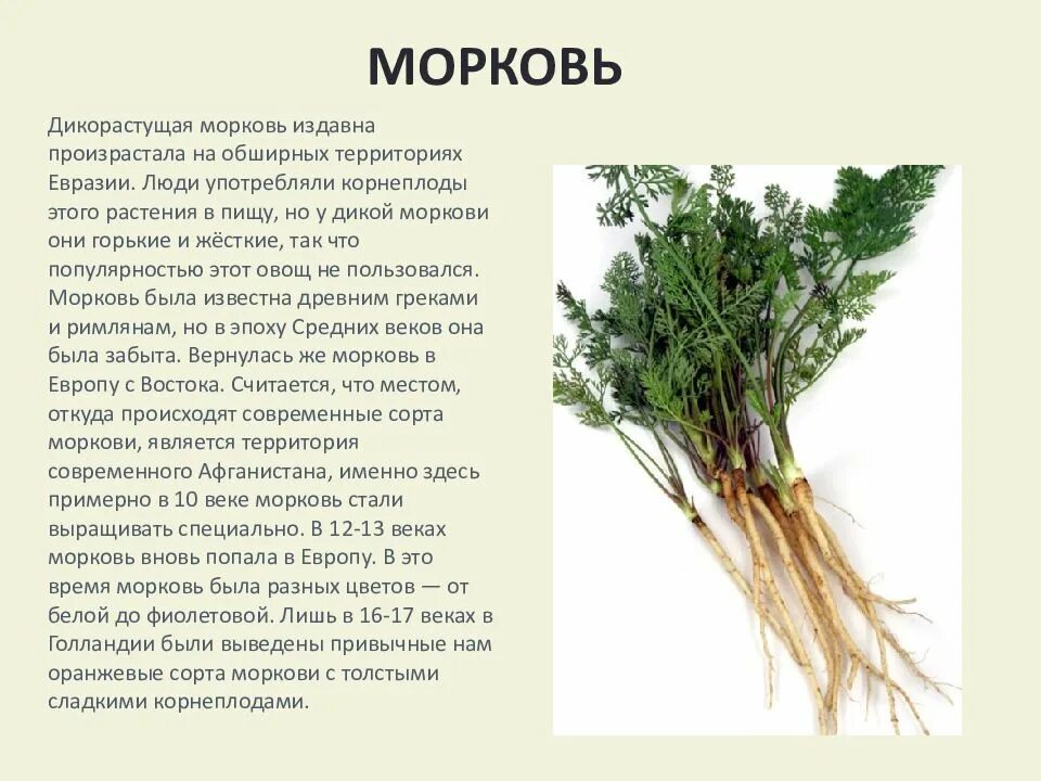 Презентация на тему дикорастущие растения. Значение культурных растений в жизни человека. Людей 6 трав. Лекарственные растения дикорастущие растения. Швеция природа люди.
