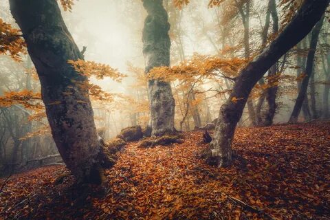 Fall woods. 