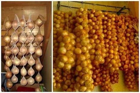 Можно ли хранить лук с картошкой