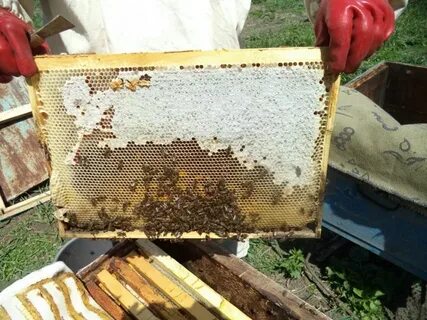 Сколько рамок оставлять пчелам на зиму