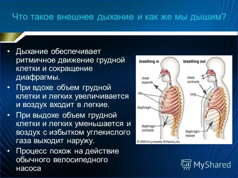 Объем грудной клетки при вдохе. Болит грудная клетка при вдохе и выдохе. Объем легких при вдохе и выдохе. Боль при выдохе в грудной клетке. Боль в легком слева