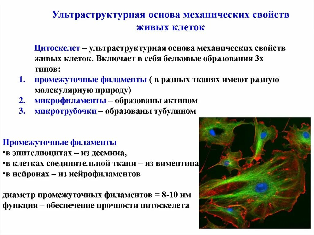 Функции цитоскелета. Цитоскелет функции. Роль цитоскелета в функционировании клетки.