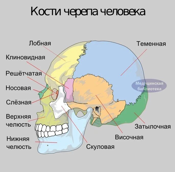 Скелет головы мозговой отдел кости. Строение мозгового отдела черепа. Кости черепа мозговой отдел и лицевой отдел. Строение костей мозгового отдела черепа человека.