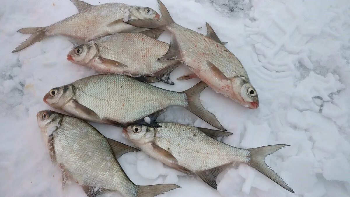 Ловля леща зимой со льда. Ловля леща со льда. Ловля леща зимой на мормышку. Мормышки на леща. Рыбалка на леща зимой.