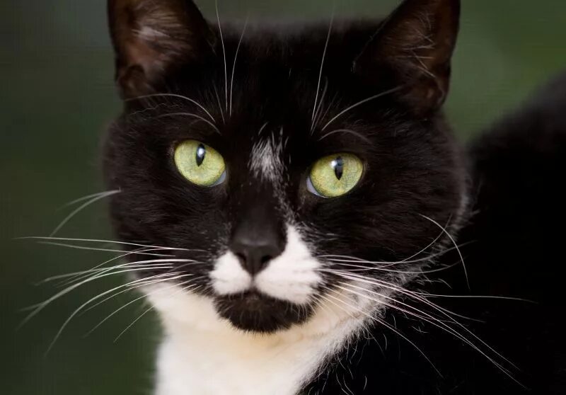 Tuxedo cat