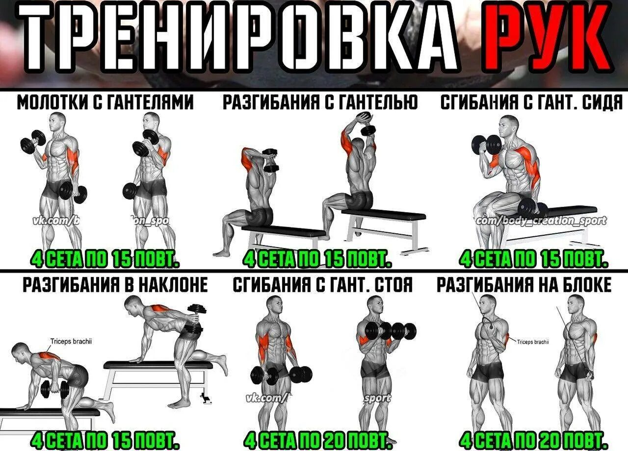 Программа для массы с гантелями. Комплекс упражнений на бицепс и трицепс. Тренировка с гантелями подходы. Тренировки с гантелями в домашних условиях. Программа тренировок с гантелями.