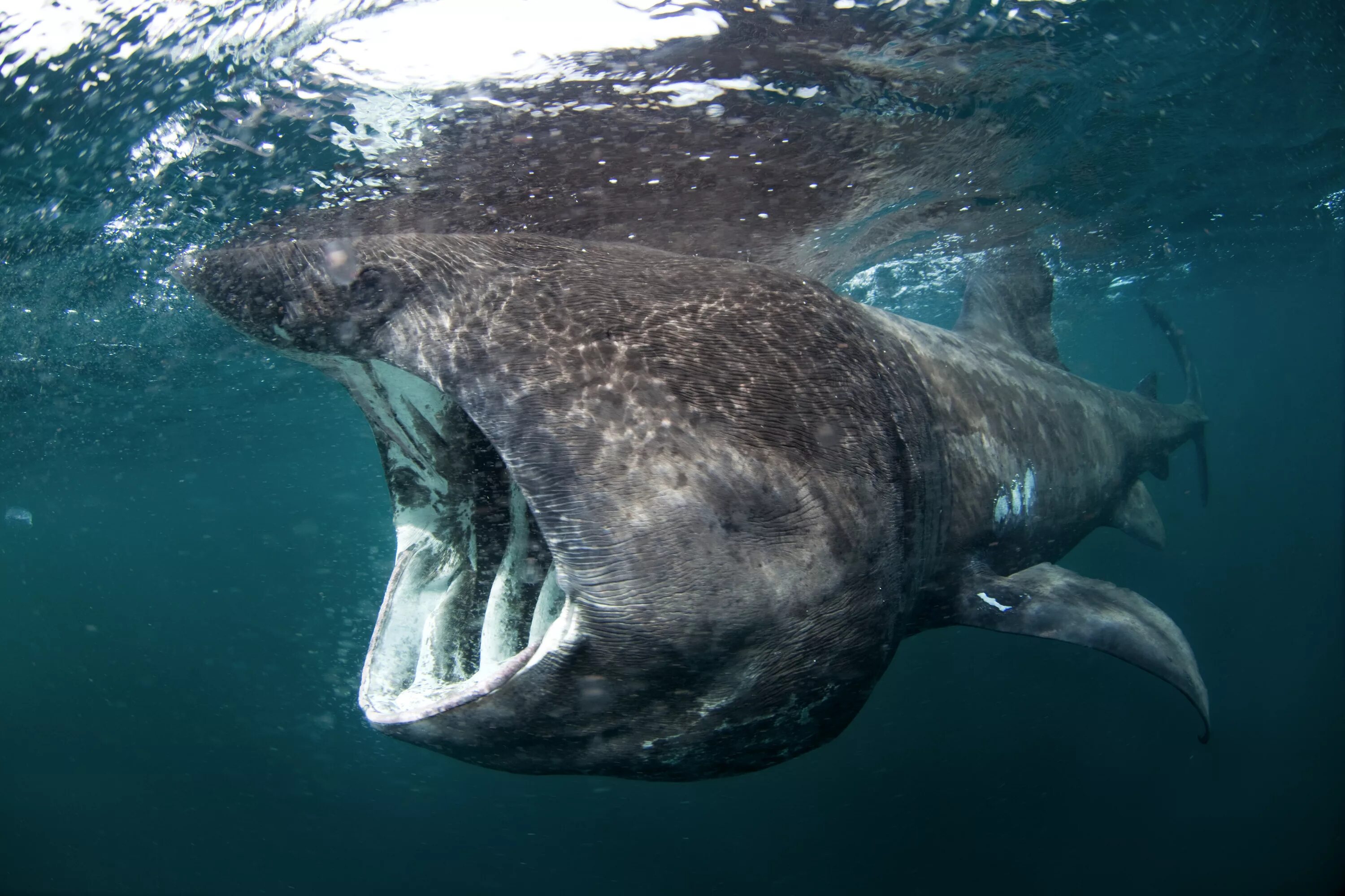 Сама большая акула. Гигантская акула (basking Shark). Гигантская (или исполинская) акула. Cetorhinus Maximus. Cetorhinus Maximus акула.