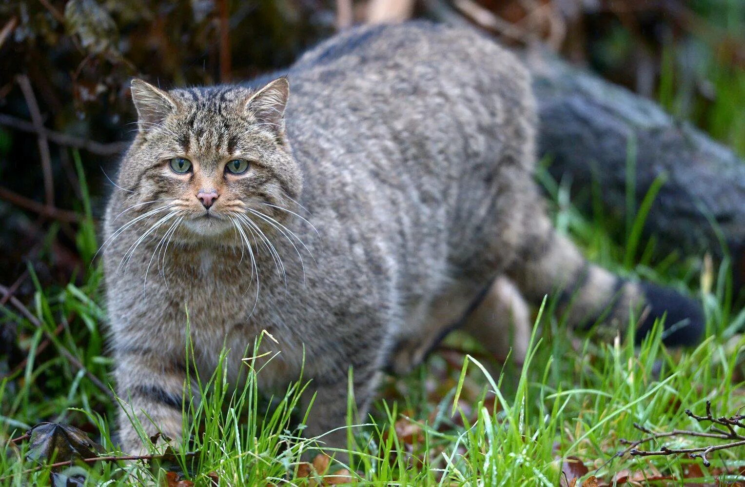 Кавказская Лесная кошка Felis Silvestris Caucasica. Европейский Лесной кот камышовый. Шотландская Лесная кошка. Шотландская Дикая Лесная кошка.