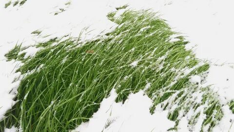 Трава под снегом качестве