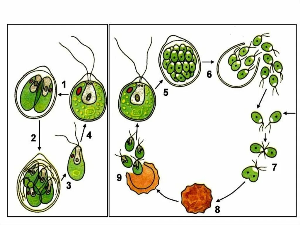 Водоросли строение и размножение. Жизненный цикл хламидомонады. Жизненный цикл хламидомонады схема. Цикл развития хламидомонады рисунок. Цикл хламидомонады схема.