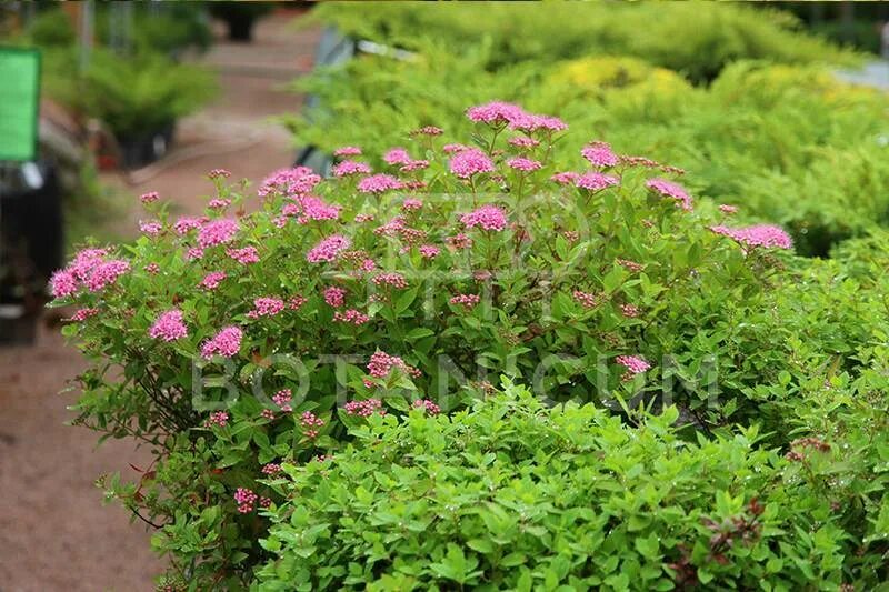 Литл принцесс купить. Спирея японская little Princess. Спирея японская (Spiraea japonica `little Princess`). Спирея японская little Princess (Литтл принцесс). Cgbhttz kbnnk ghbywtcc.