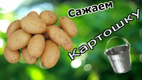 Картошку посадили картинки