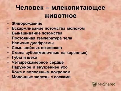 Млекопитающие это к