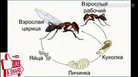 Постэмбриональное развитие муравья