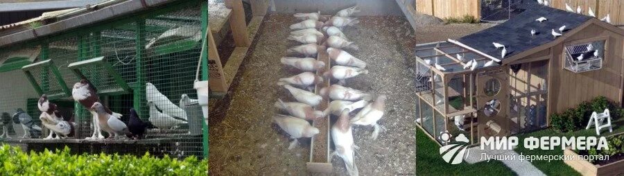 Содержание голубей. Вольер для мясных голубей. ферма голубей. голубиная ферма мясных пород. домашние голуби в вольере.