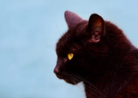 Черно коричневый кот