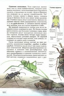 Три пары ног имеет насекомое