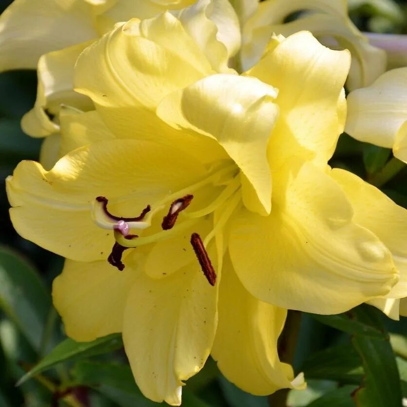 Лилия восточная махровая экзотик сан. Ткани марко лилия бейдж. Лилия от гибрид exotic sun. Лилия экзотика. Лилия восточная кзотико 2шт.