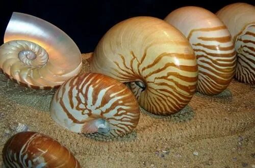 Большие моллюски в раковине. Моллюск янтина. Розовый Наутилус моллюск. Большая Ракушка. Самые большие ракушки.