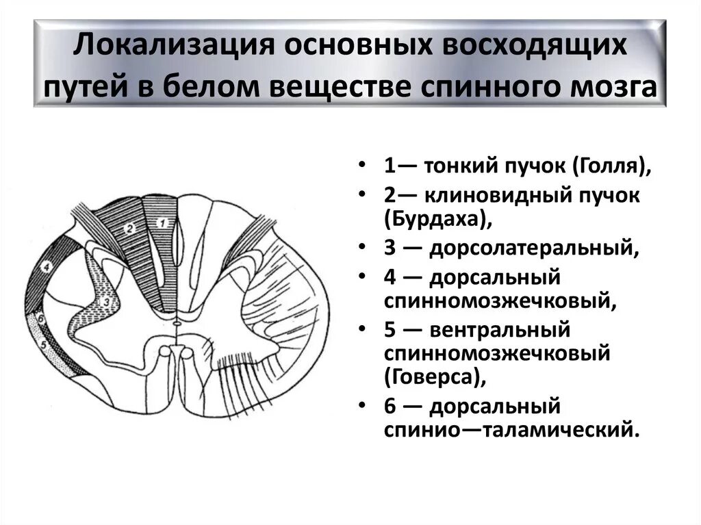 Схема восходящих и нисходящих путей спинного мозга. Восходящие пути белого вещества спинного мозга. Локализация проводящих путей в канатиках спинного мозга.. Схема проводящих путей спинного мозга.