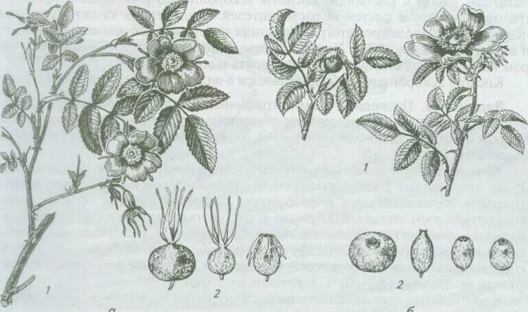 Какой тип питания характерен для шиповника собачьего. Шиповник собачий плоды. Плоды шиповника коричного. Шиповник Майский плоды. Шиповник Майский Фармакогнозия.