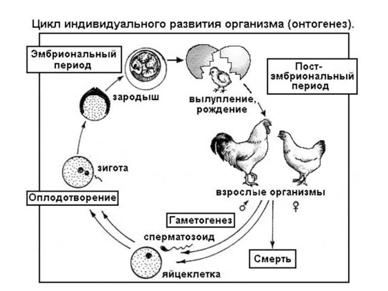 Работа по онтогенезу 10 класс. Схема этапы развития онтогенеза. Жизненный цикл птиц схема. Цикл развития птиц схема. Схема индивидуального развития онтогенез.