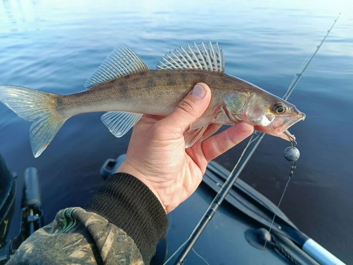 Ловля на троллинг в ладожском озере. Рыбалка в карелии троллинг. Ловля судака на ладоге троллингом. Троллинг на ладоге. Троллинг на ладоге.