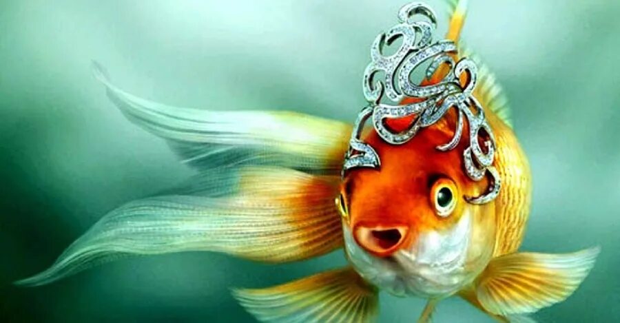 Желаю исполненных желаний. Золотая рыбка исполнение желаний. Рыбка исполняющая желания. Золотая рыбка исполняет желания. Золотая рыбка на удачу.