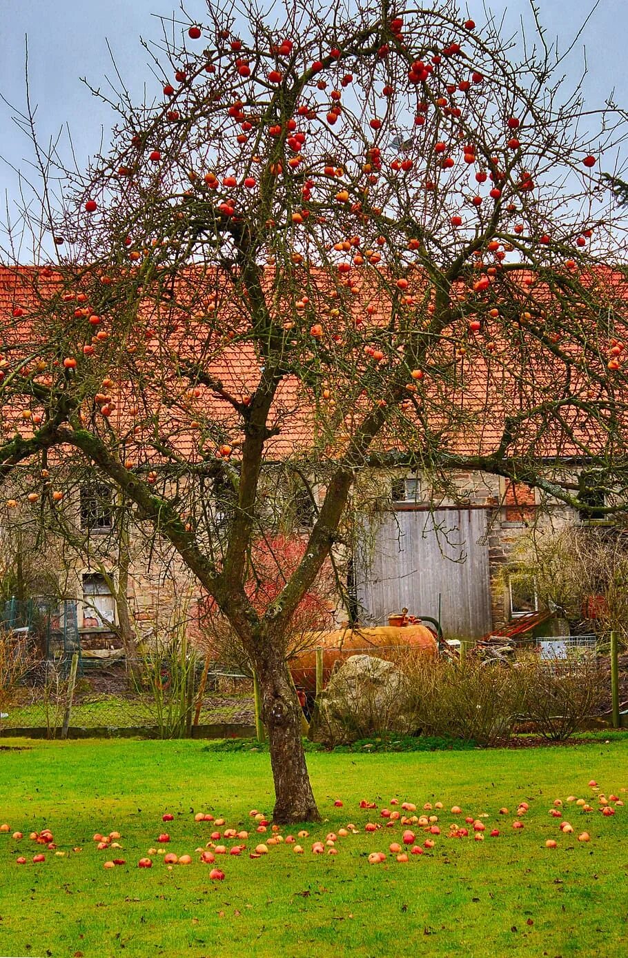 Картинки яблони осенью. Яблоня Malus hyvingiensis. Яблоня декоративная Harvest Gold. Яблоня Иссетия поздняя. Яблоня дичка осенью.