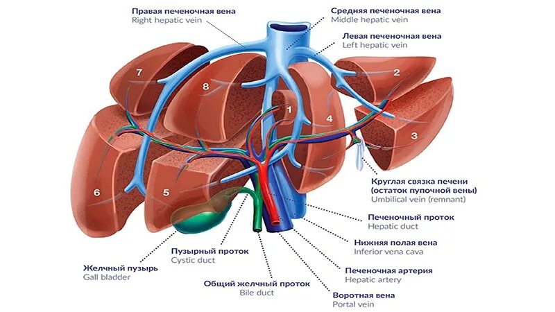 Печень человека сегменты печени. Строение печени человека анатомия и желчного пузыря. желчный пузырь сегмент печени. печень доли сегменты структурно-функциональные единицы.