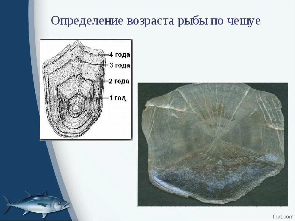 Определить возраст по чешуе