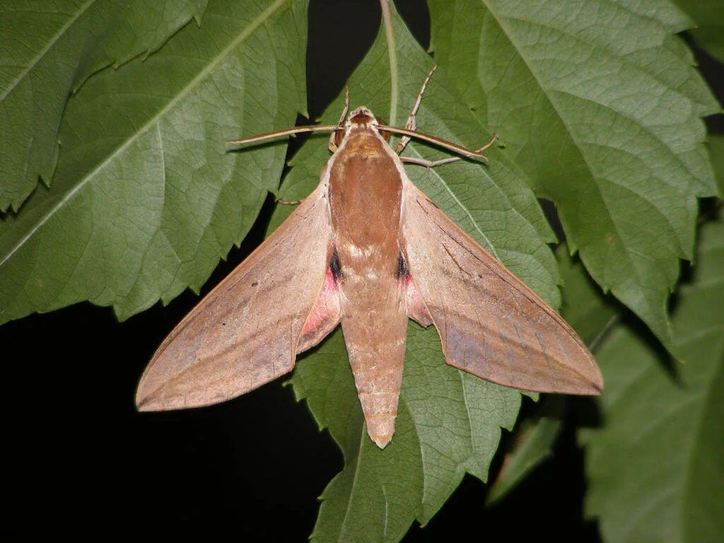 Облепиховый Бражник Hyles Hippophaes. Бражник бирючинный. Hyles Hippophaes Бражник облепиховый гусеница. Бабочка Бражник Колибри. Какой тип развития характерен для бражника липового