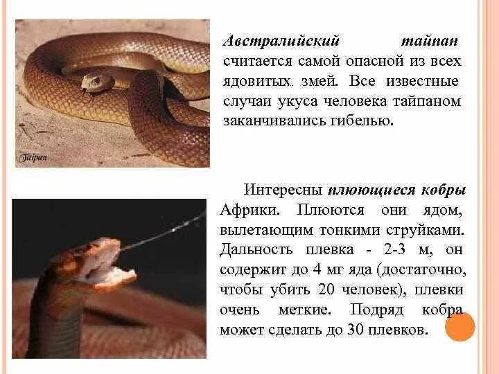 Тайпан не сойти с ума текст. Змея тайпан информация. самая ядовитая змея в мире тайпан. тайпан маккоя сообщение. доклад про ядовитых змей.