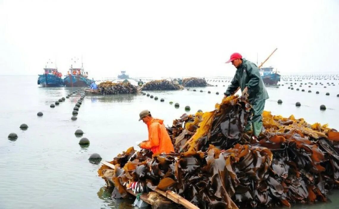 Как добывают морскую