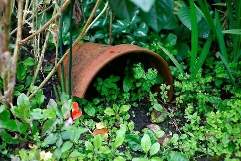 Wildlife garden