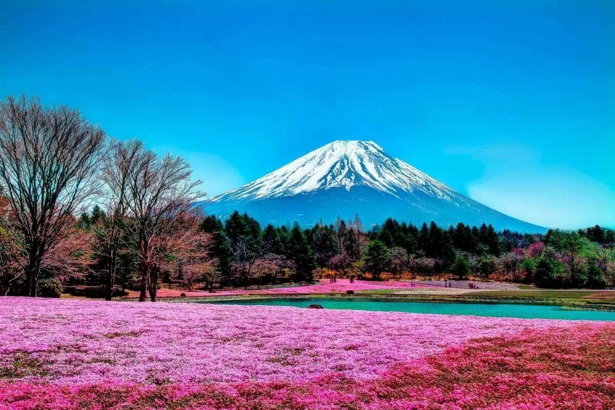 священная гора в японии. гора fuji япония. япония фудзияма сакура храм. гора фудзияма в японии. священная гора в японии.