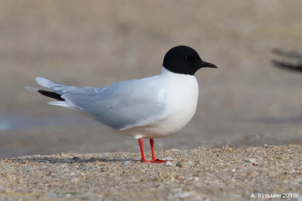 Похожи на чаек с черной головой. Малая Чайка Larus minutus. Малая Чайка Hydrocoloeus minutus. Малая Чайка красная книга. Малая Чайка птенцы.