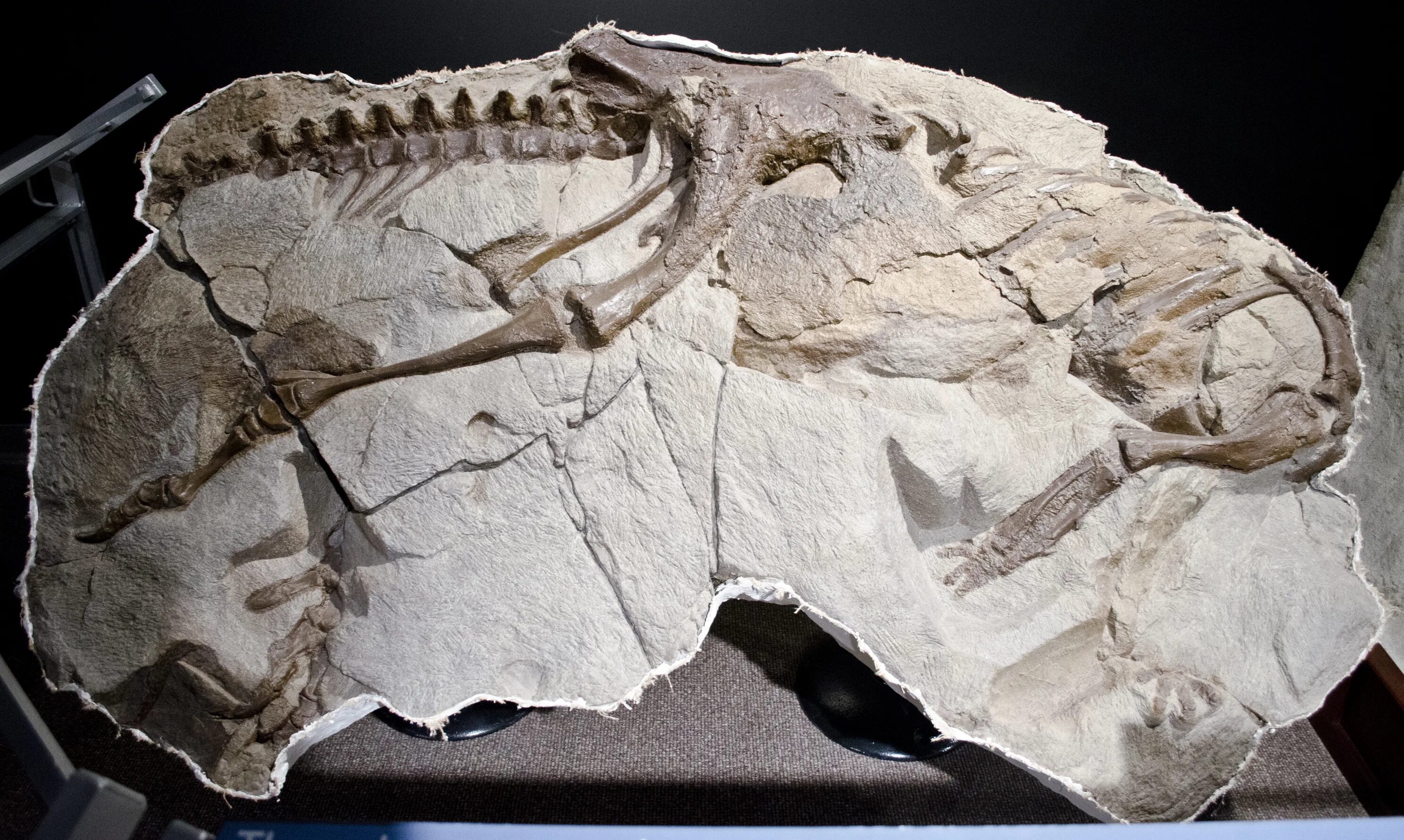 The research team an unusual fossil. Hypsilophodon foxii. gephyrosaurus fossil. melosaurus fossil. тафономия в археологии.