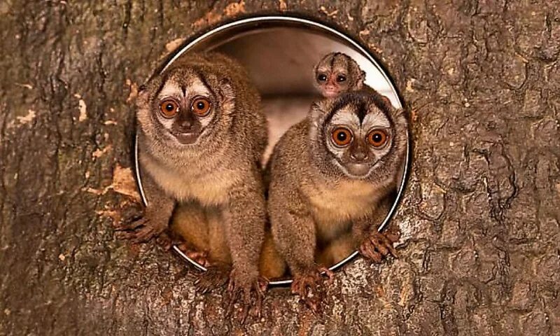 After monkeys