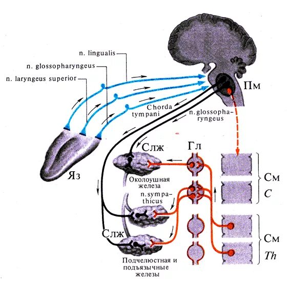 Регуляция слюноотделения физиология схема. Схема процесса слюноотделения. Рефлекторная дуга регуляции слюноотделения. Механизм секреции слюнных желез.